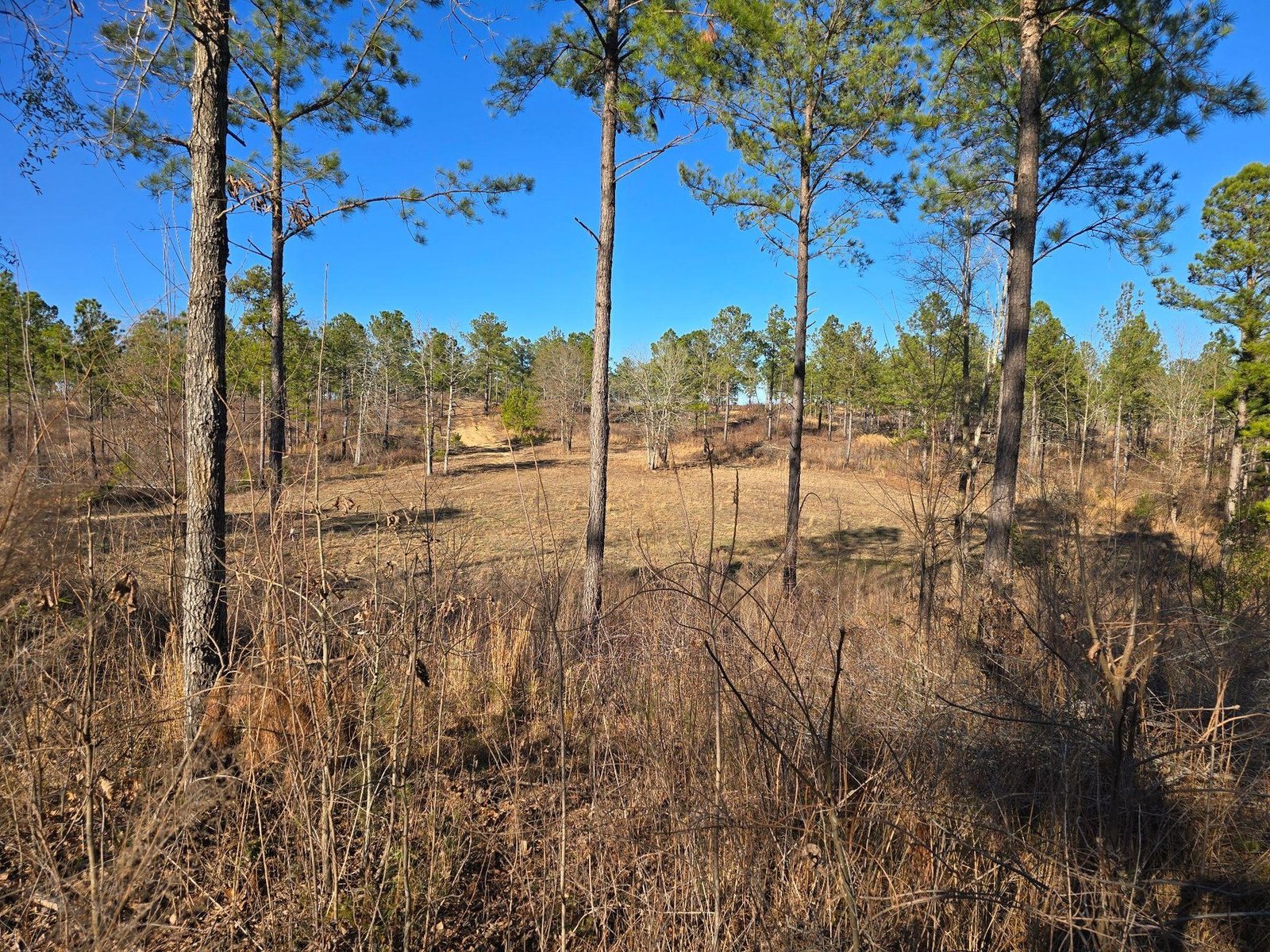 Rolling sandy soil and native grasses