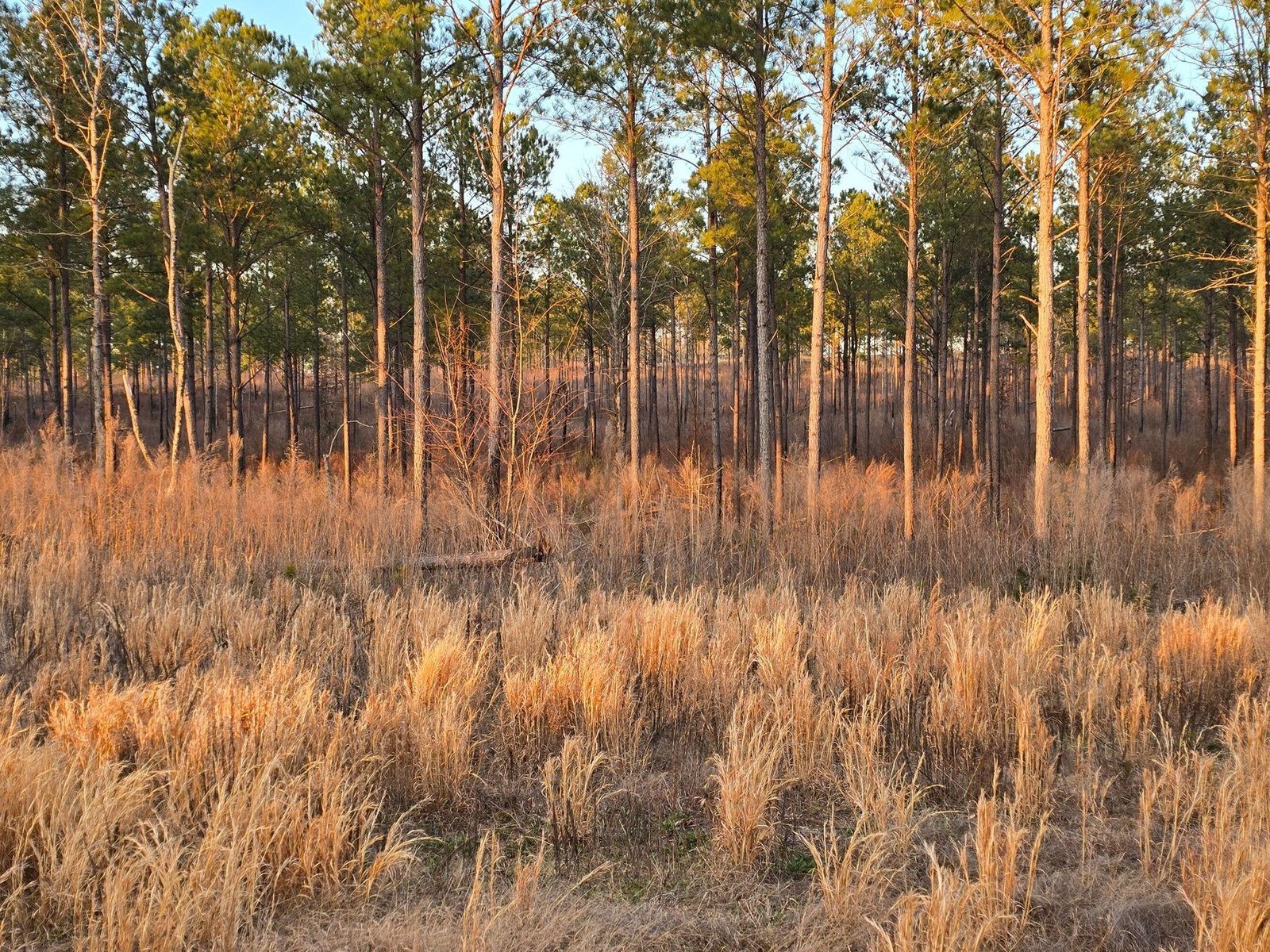 Loblolly pine stand and native grasses