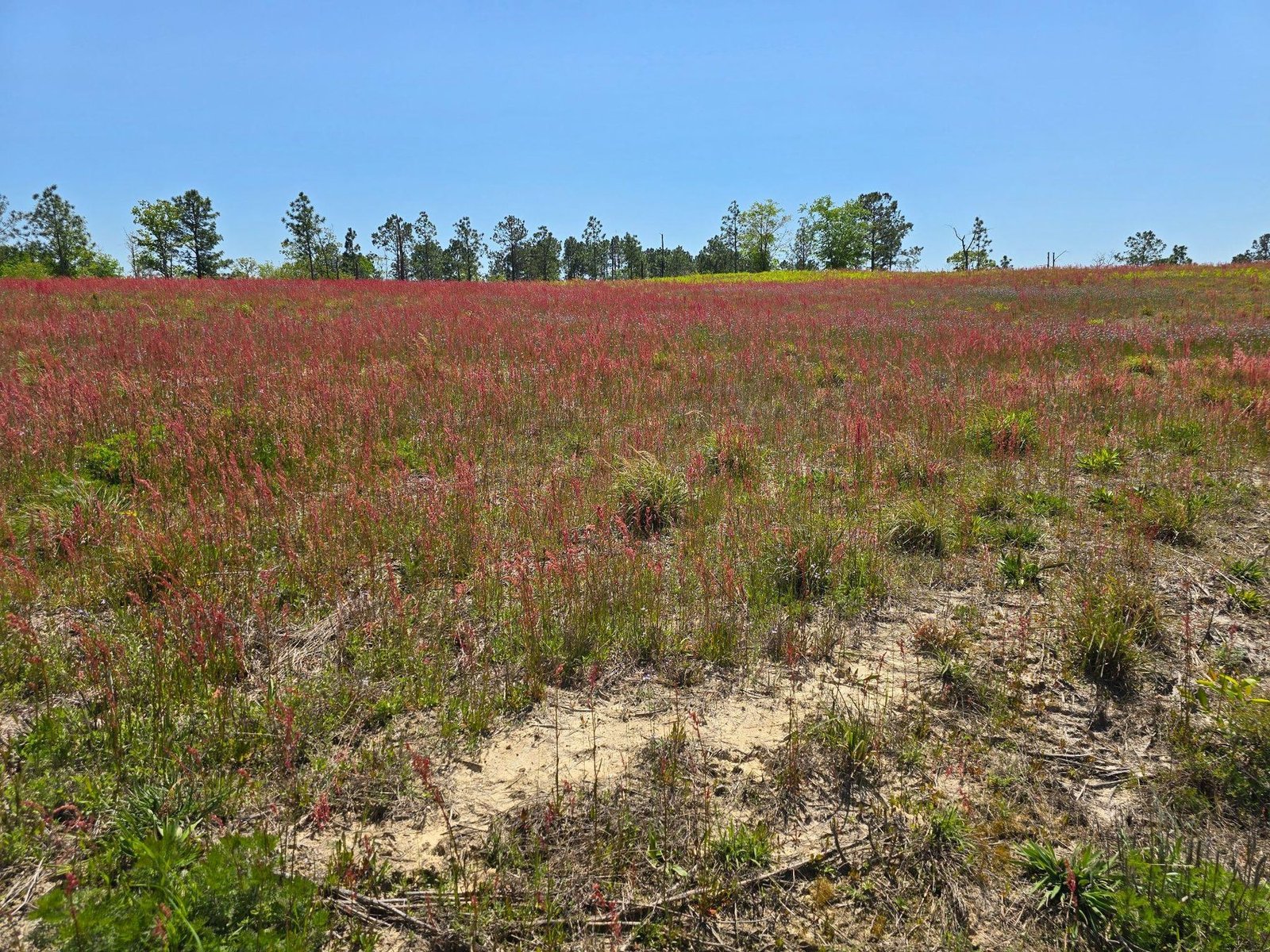 Native sandhills vegetation and sandy soil